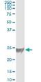 RAS Related antibody, H00006237-M01, Novus Biologicals, Immunoprecipitation image 