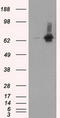 RALBP1 antibody, TA500915S, Origene, Western Blot image 