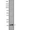 NADH:Ubiquinone Oxidoreductase Subunit B7 antibody, abx217091, Abbexa, Western Blot image 