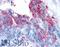 Adhesion G Protein-Coupled Receptor A2 antibody, LS-A2164, Lifespan Biosciences, Immunohistochemistry frozen image 