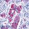 Prolactin Releasing Hormone Receptor antibody, LS-A3915, Lifespan Biosciences, Immunohistochemistry paraffin image 
