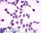 G Protein-Coupled Receptor 27 antibody, LS-A496, Lifespan Biosciences, Immunocytochemistry image 