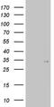 TGFB Induced Factor Homeobox 1 antibody, MA5-26539, Invitrogen Antibodies, Western Blot image 