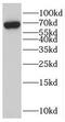 Rubicon Like Autophagy Enhancer antibody, FNab01016, FineTest, Western Blot image 