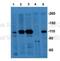 Intraflagellar Transport 122 antibody, NBP1-54842, Novus Biologicals, Western Blot image 