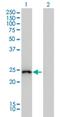 Glutathione S-Transferase Alpha 1 antibody, H00002938-M01, Novus Biologicals, Western Blot image 