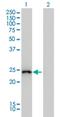 Glutathione S-transferase A1 antibody, H00002938-M01, Novus Biologicals, Western Blot image 