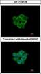 Acyl-CoA Thioesterase 11 antibody, GTX119129, GeneTex, Immunofluorescence image 