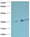 Phosphatidylserine Synthase 1 antibody, LS-C211684, Lifespan Biosciences, Western Blot image 