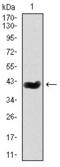 Short palate, lung and nasal epithelium carcinoma-associated protein 2 antibody, orb225129, Biorbyt, Western Blot image 