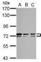 Bestrophin 1 antibody, GTX108854, GeneTex, Western Blot image 