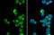 Peroxisomal Biogenesis Factor 19 antibody, GTX114959, GeneTex, Immunofluorescence image 