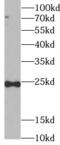 TNF Superfamily Member 12 antibody, FNab08827, FineTest, Western Blot image 