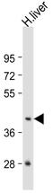 G Protein Subunit Alpha 15 antibody, abx025738, Abbexa, Western Blot image 