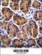 Plakophilin 2 antibody, 56-747, ProSci, Immunohistochemistry frozen image 