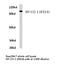 Nuclear Export Mediator Factor antibody, LS-C177006, Lifespan Biosciences, Western Blot image 