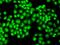 Cleavage And Polyadenylation Specific Factor 7 antibody, orb324924, Biorbyt, Immunocytochemistry image 