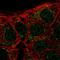 Carbonic Anhydrase 10 antibody, HPA057837, Atlas Antibodies, Immunofluorescence image 