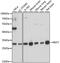 Myeloid Leukemia Factor 2 antibody, 16-414, ProSci, Western Blot image 
