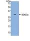 Myosin Heavy Chain 3 antibody, LS-C295488, Lifespan Biosciences, Western Blot image 