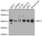 Replication Factor C Subunit 3 antibody, A4075, ABclonal Technology, Western Blot image 