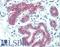 Desmoglein 2 antibody, LS-B15399, Lifespan Biosciences, Immunohistochemistry paraffin image 