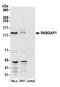 RAB GTPase Activating Protein 1 antibody, A304-912A, Bethyl Labs, Western Blot image 