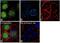 Forkhead Box M1 antibody, 711695, Invitrogen Antibodies, Immunofluorescence image 
