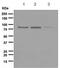 Axin 2 antibody, ab109307, Abcam, Western Blot image 