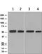 Pannexin 1 antibody, ab124969, Abcam, Western Blot image 