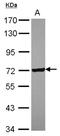 Copine 1 antibody, NBP2-15986, Novus Biologicals, Western Blot image 