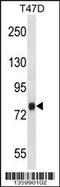 Zinc Finger CCCH-Type Containing 14 antibody, 58-537, ProSci, Western Blot image 