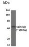 Transmembrane Serine Protease 5 antibody, GTX53013, GeneTex, Western Blot image 