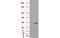 Serine Racemase antibody, MBS832235, MyBioSource, Western Blot image 