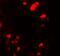 UbiA Prenyltransferase Domain Containing 1 antibody, A04437, Boster Biological Technology, Immunofluorescence image 