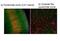 Transient Receptor Potential Cation Channel Subfamily V Member 4 antibody, ARP35416_P050, Aviva Systems Biology, Immunohistochemistry frozen image 