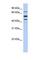 Protein S antibody, NBP1-59165, Novus Biologicals, Western Blot image 