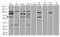 Ring Finger Protein 168 antibody, LS-C796592, Lifespan Biosciences, Western Blot image 