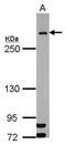 Mediator Of DNA Damage Checkpoint 1 antibody, GTX102673, GeneTex, Western Blot image 