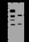 Adhesion Regulating Molecule 1 antibody, 200471-T42, Sino Biological, Western Blot image 