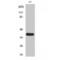 Matrix Metallopeptidase 23B antibody, LS-C380504, Lifespan Biosciences, Western Blot image 