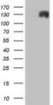 Anoctamin 1 antibody, LS-C338794, Lifespan Biosciences, Western Blot image 