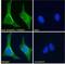 Thioredoxin Domain Containing 5 antibody, NB100-1452, Novus Biologicals, Immunocytochemistry image 