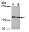 Leucine Rich Pentatricopeptide Repeat Containing antibody, LS-C186078, Lifespan Biosciences, Western Blot image 