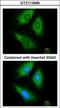 Hypoxanthine Phosphoribosyltransferase 1 antibody, GTX113466, GeneTex, Immunocytochemistry image 