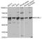 RuvB Like AAA ATPase 1 antibody, LS-C749206, Lifespan Biosciences, Western Blot image 
