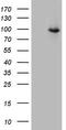 CD248 Molecule antibody, M04735, Boster Biological Technology, Western Blot image 