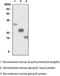 Adiponectin, C1Q And Collagen Domain Containing antibody, MBS200018, MyBioSource, Western Blot image 