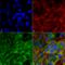 Folliculin Interacting Protein 1 antibody, LS-C775784, Lifespan Biosciences, Immunocytochemistry image 