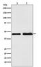 Oxytocin Receptor antibody, M01566, Boster Biological Technology, Western Blot image 